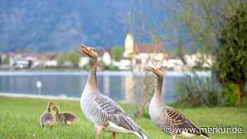 Graugänse am Tegernsee: Landkreis und Talgemeinden wollen Problem gemeinsam angehen