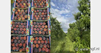 Grieks bio steenfruit op Duitse markt tot begin augustus
