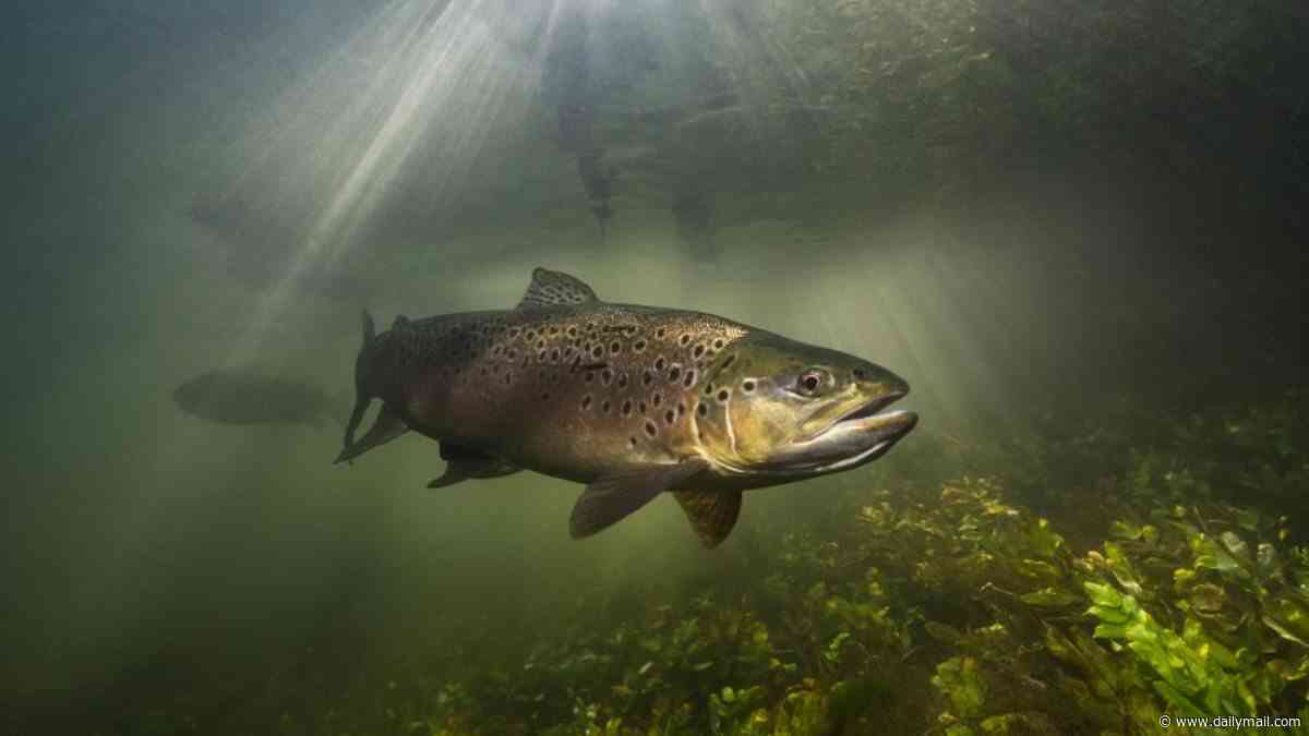 'Franken-trout' are infesting Scottish lochs: Artificially enlarged fish are 20 TIMES heavier than normal