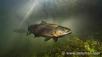 'Franken-trout' are infesting Scottish lochs: Artificially enlarged fish are 20 TIMES heavier than normal