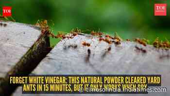 Forget white vinegar: This natural powder cleared yard ants in 15 minutes, but it only works when dry