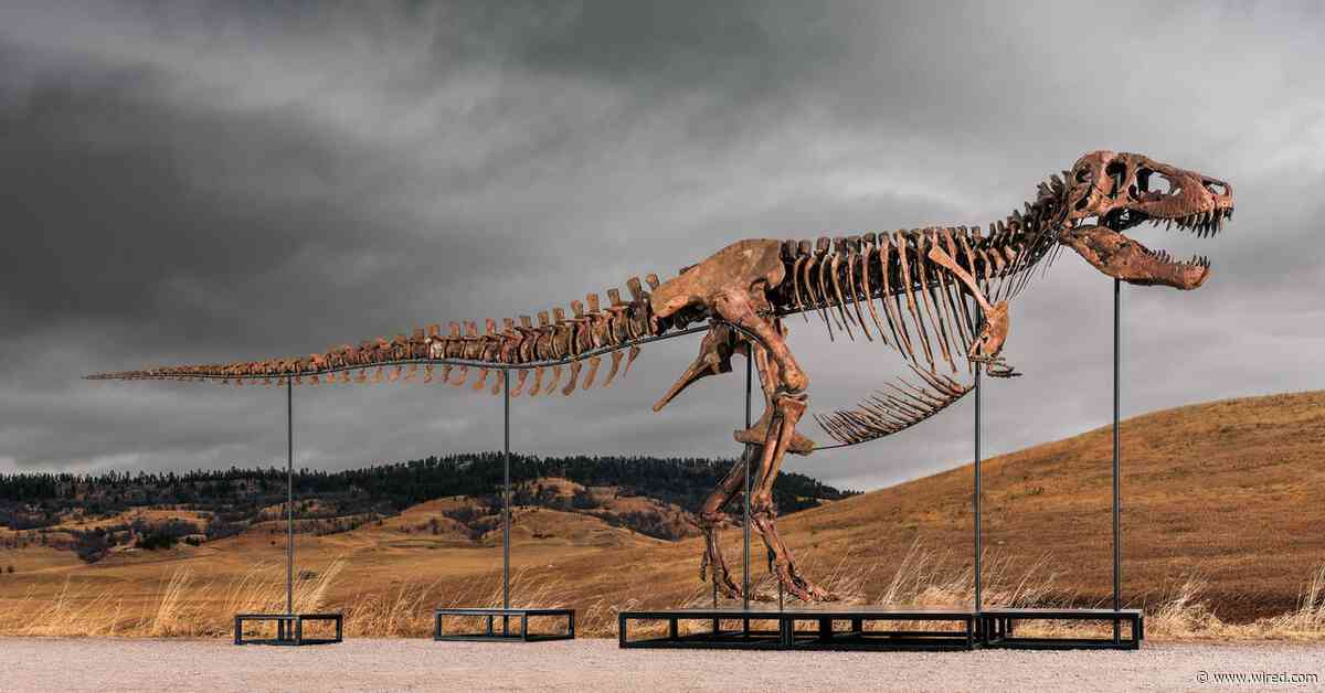 Sotheby’s Big T. Rex Auction Raises Concerns Hype and Wealth Are Upending Science
