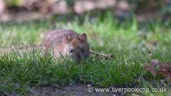Keep rats and mice out naturally with 22p item you probably already have
