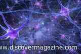 New Quantum Brain Theory Suggests Neurons May Hide Invisible Information