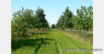Vlaanderen stelt subsidie open voor aanleg agroforestry