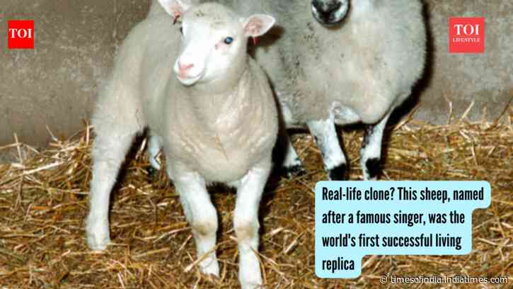 Real-life clone? This sheep, named after a famous singer, was the world's first successful living replica