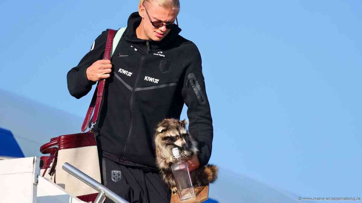Haalands skurriles Maskottchen: Nach WM-Aus zeigt er stolz seinen „Whiskey-Waschbären“