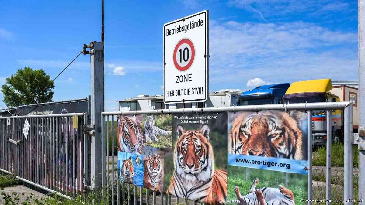 Mann stirbt nach Tiger-Attacke in Sachsen: Staatsanwaltschaft ermittelt gegen Halterin