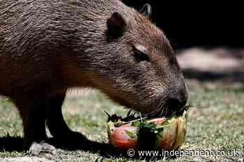 New capybara arrives at Hampshire zoo as escaped rodent remains at large four months on