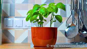 Anyone with a basil plant urged to do a 30-second task once a week in July