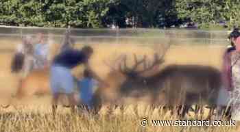 Richmond Park visitors slammed for 'stroking deer' as 'fatal incident' warning issued