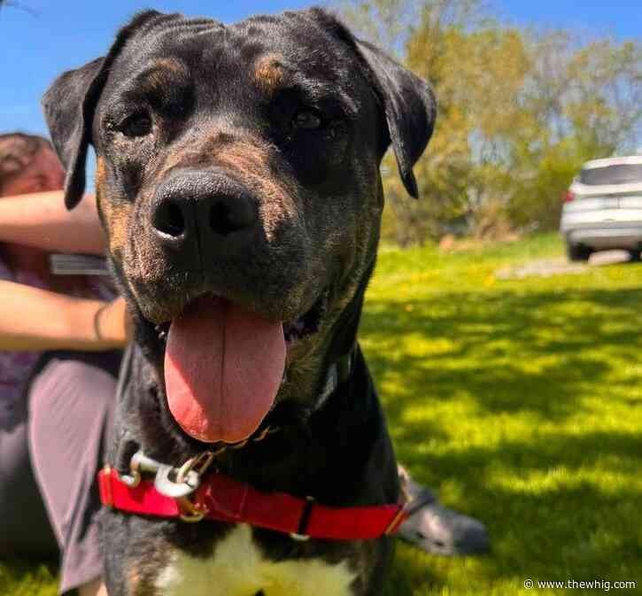 Kingston Humane Society issues plea for donations amid rising veterinary medical expenses
