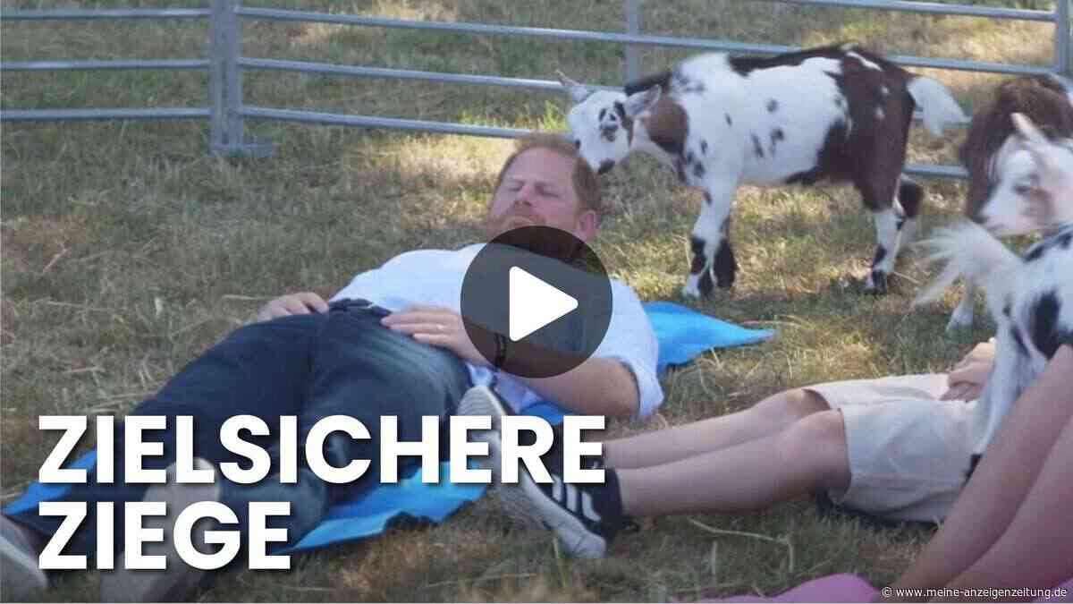 Prinz Harry beim Ziegen-Yoga: Ein Tier tritt ihm zwischen die Beine