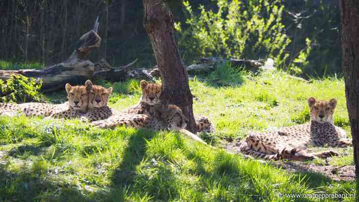 ZooParc Overloon aast op extra grond, precieze plannen nog onbekend