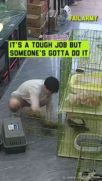He's gonna go into overtime at this rate #kittens #cats #pets #cute #fail