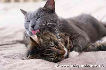 The sinister motivation behind cats licking each other