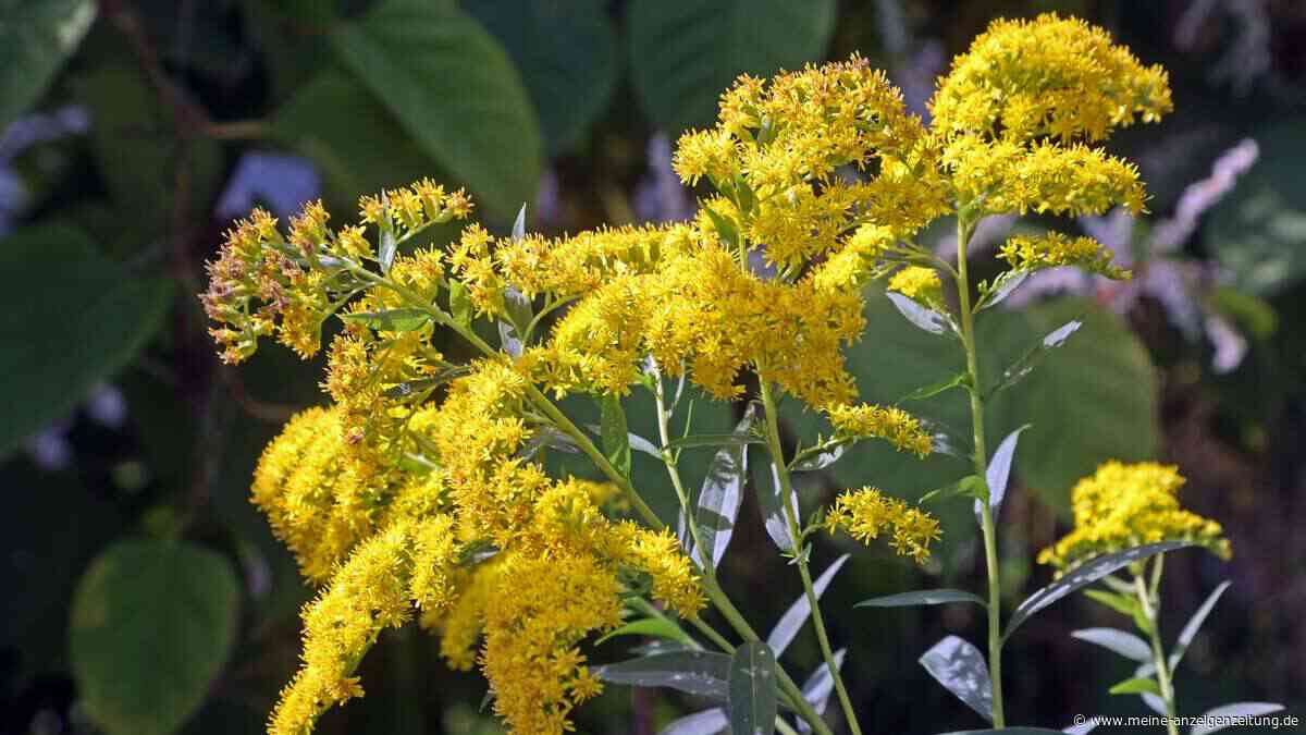 Diese 10 populären Pflanzen sollten Sie besser nicht im Garten haben