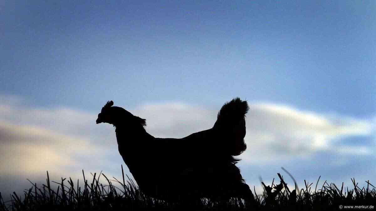 Hilfe, mein Huhn hat Durchfall: 5 Hausmittel, die sofort helfen – bei einem sollten Sie vorsichtig sein