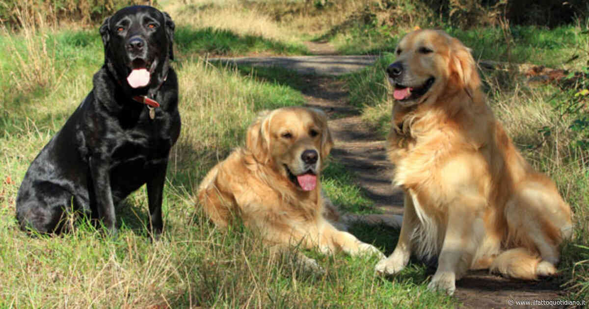 “Quando la lingua si arriccia è il momento di fermarsi subito”: l’allarme dell’addestratore sul colpo di calore nei cani. Ecco tutti i segnali da non ignorare