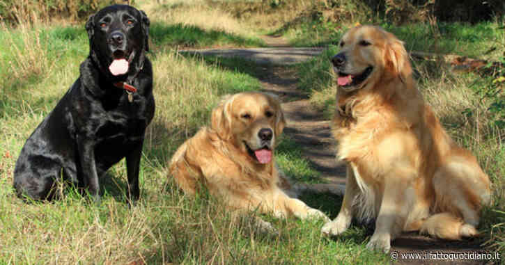 “Quando la lingua si arriccia è il momento di fermarsi subito”: l’allarme dell’addestratore sul colpo di calore nei cani. Ecco tutti i segnali da non ignorare