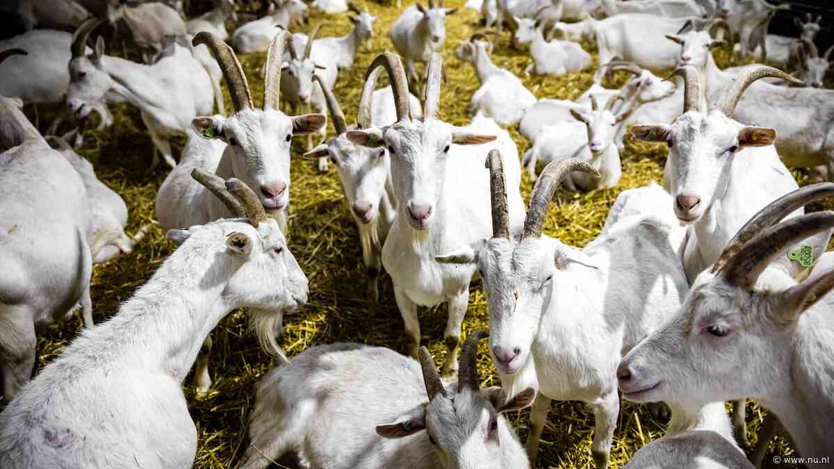 Huizen mogen niet meer binnen 500 meter van geitenhouderij worden gebouwd