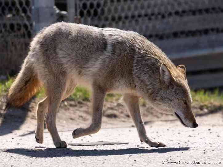County stresses coexistence with coyotes