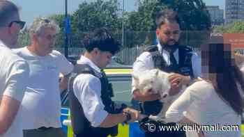 Police smash window of Volvo to save 'distressed' dog trapped inside during the heatwave before officers tell owner: 'It's not on'