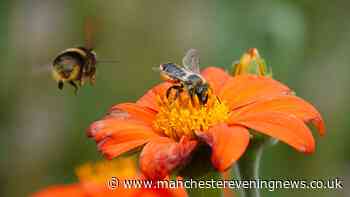 Gardeners urged to leave two items in gardens to help bees survive the heatwave