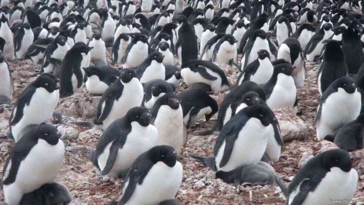 Verräterische Flecken im Eis: Pinguin-Kot verrät aus dem All die verheerenden Folgen des Klimawandels