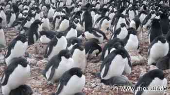 Verräterische Flecken im Eis: Pinguin-Kot verrät aus dem All die verheerenden Folgen des Klimawandels