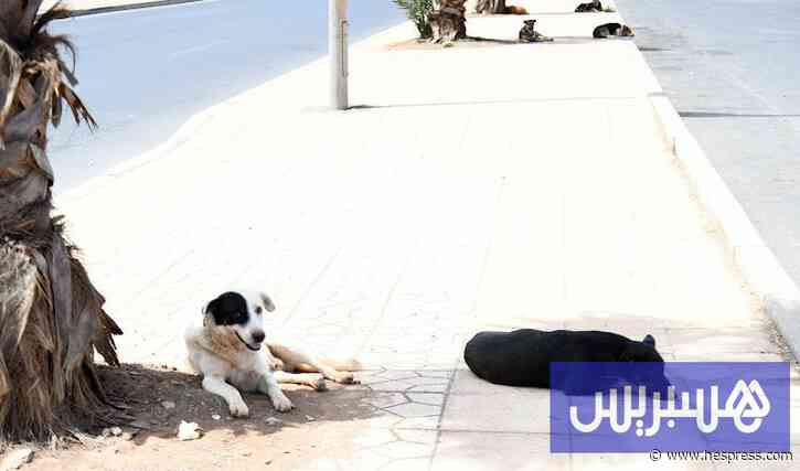 موجات الحر تهدد "حيوانات الشارع" .. وفاعلون يد