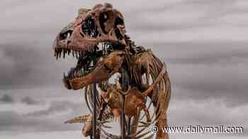 Scientists' fury as 67-million-year-old T. rex skeleton fetches record-breaking £37m - and disappears into private hands