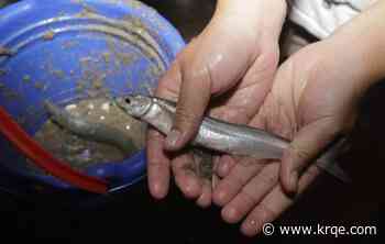 Swarms of tiny, slimy, edible fish to return to California beaches this week