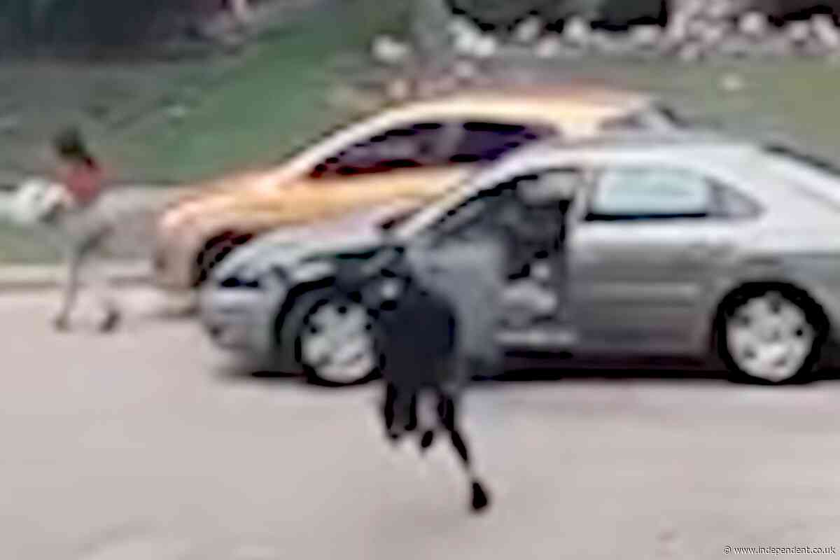 Determined DoorDash driver finishes her delivery despite being hit by a car trying to escape police