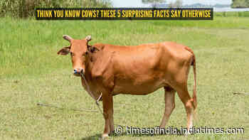 Think you know cows? These 5 surprising facts say otherwise