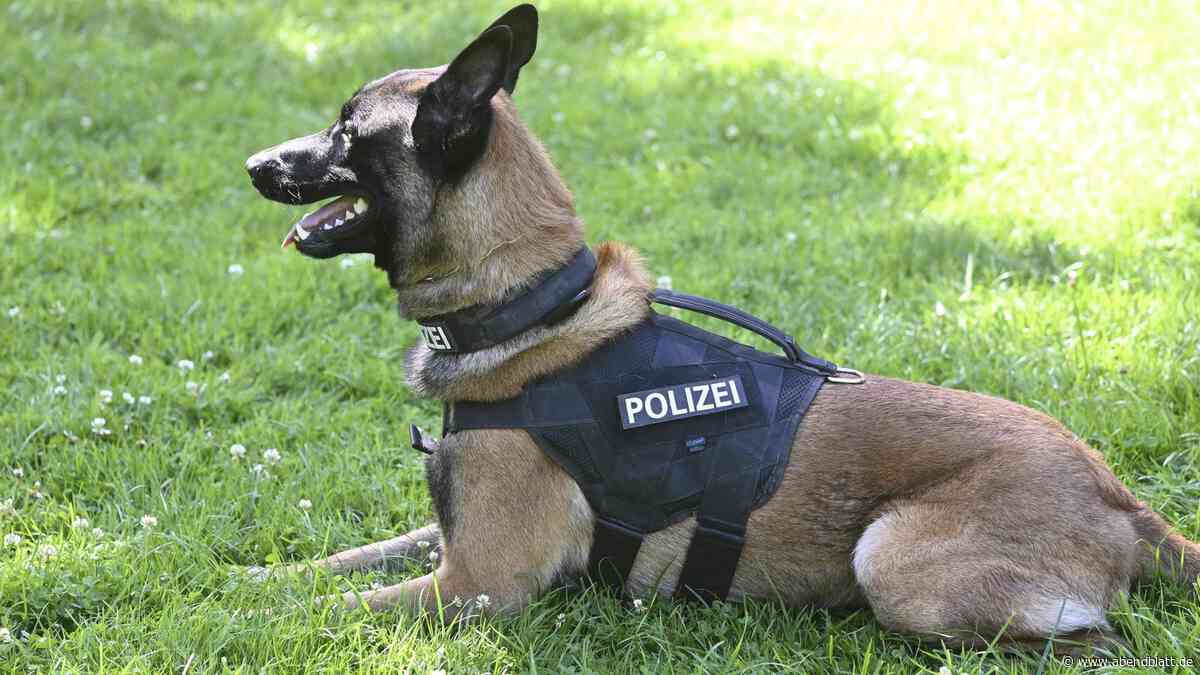 Erst kam die „Kopfnuss“: Hamburger Polizeihund verbeißt sich in Autofahrer