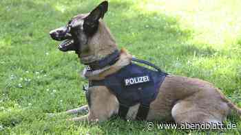 Erst kam die „Kopfnuss“: Hamburger Polizeihund verbeißt sich in Autofahrer