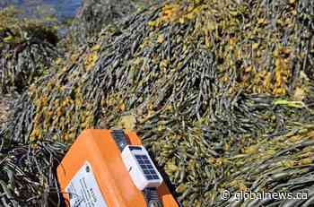 Federal researchers using driftwood to study and track seabird deaths off N.S. coast