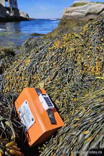 Federal researchers using driftwood to study and track seabird deaths off N.S. coast