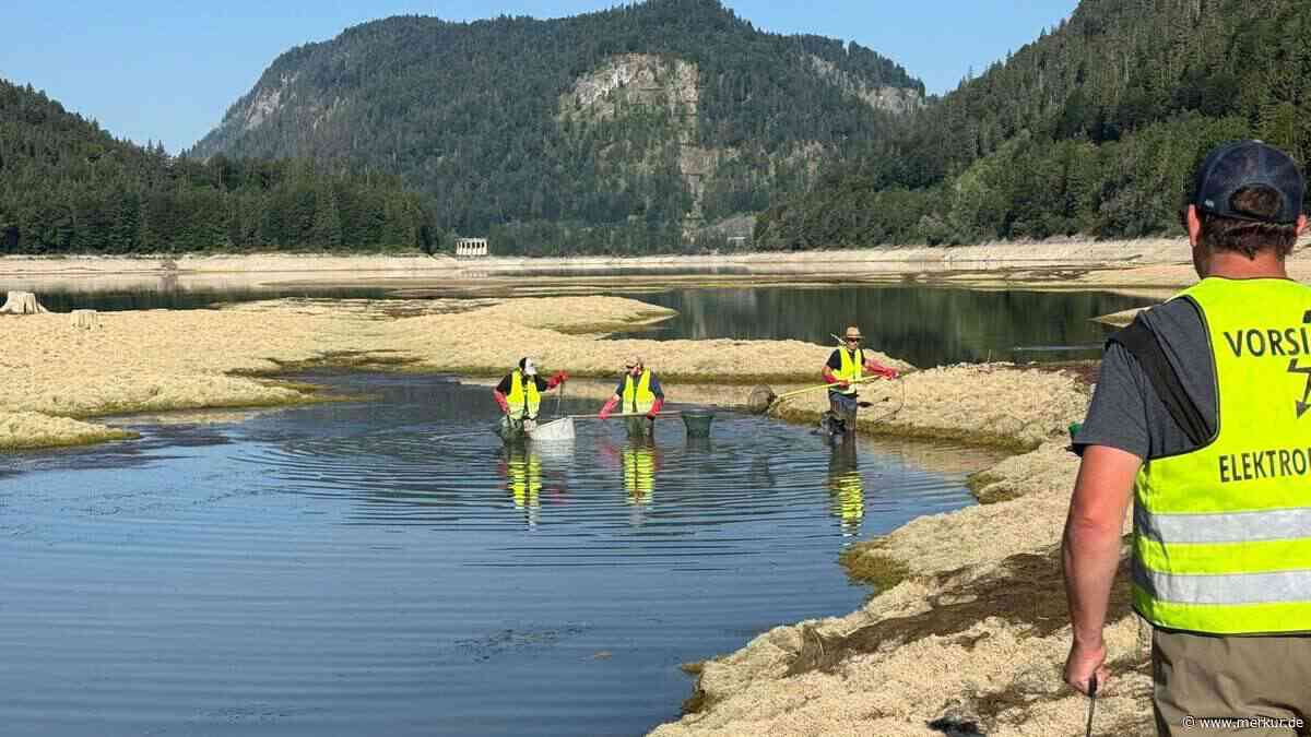 Niedriger Wasserstand: Fischereiverein befreit Tiere aus Todesfallen