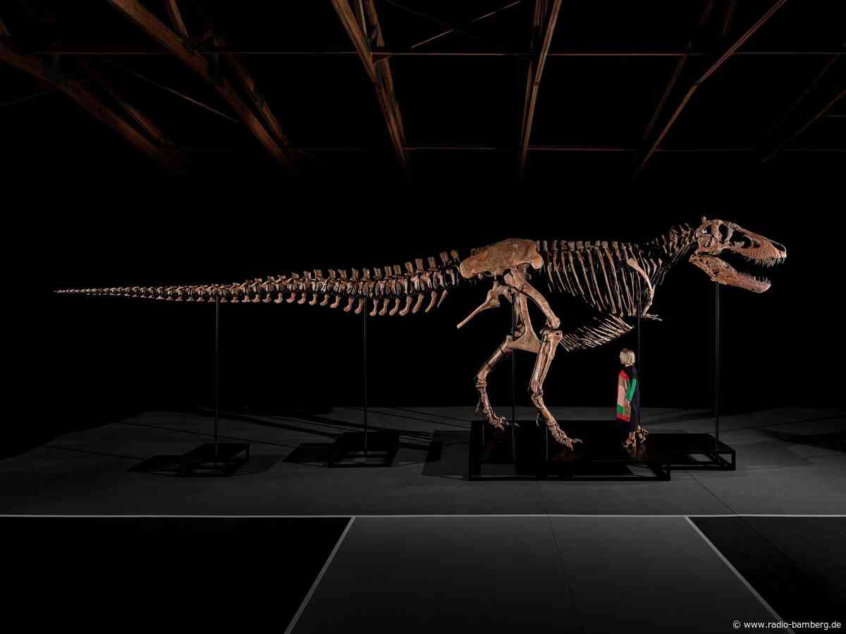 Rekord: T-Rex-Skelett für 50 Millionen Dollar versteigert