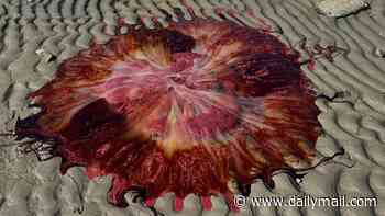 Giant toxic jellyfish with 120-foot tentacles invades New England beaches as officials issue chilling warning
