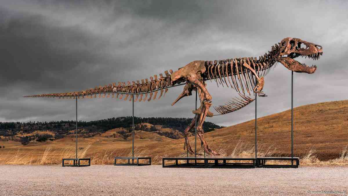 Mehr als 50 Millionen US-Dollar: Rekord für T-Rex bei Auktion in New York
