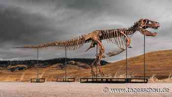 Mehr als 50 Millionen US-Dollar: Rekord für T-Rex bei Auktion in New York