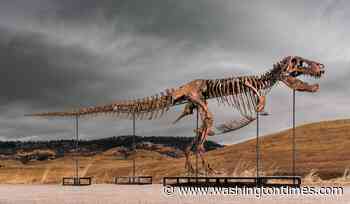 Tyrannosaurus rex fossil named 'Gus' sells for $50M, sets record for most paid for fossil at auction