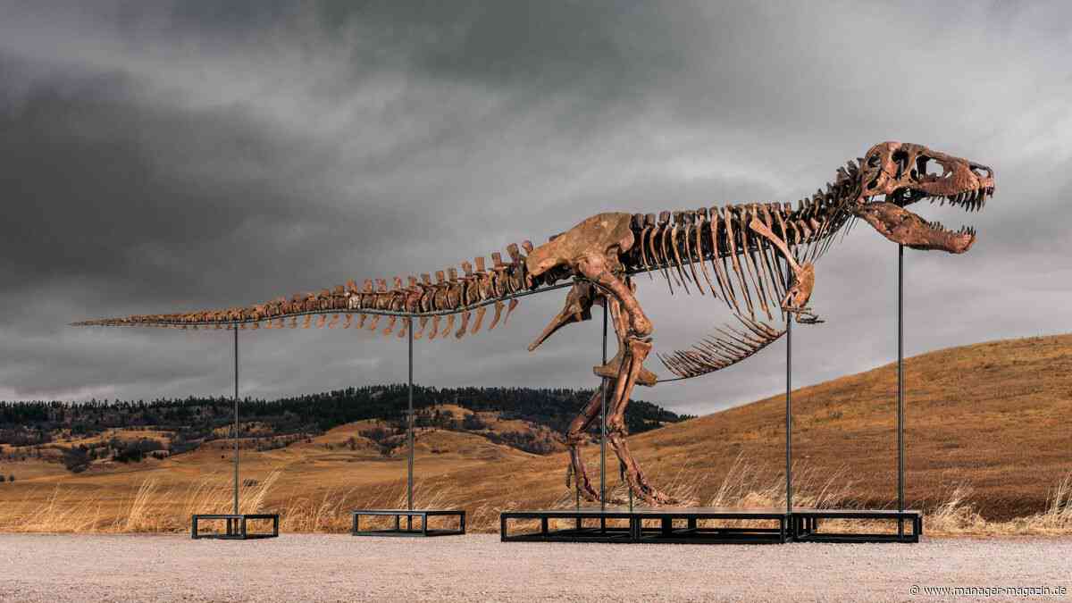 Dinosaurier: T.rex-Skelett in New York für 50 Millionen Dollar versteigert