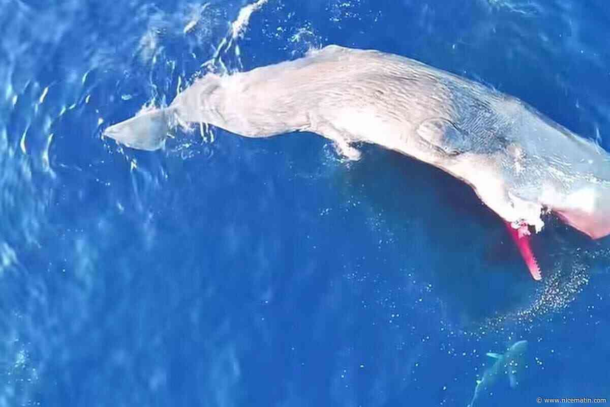 VIDEO. « Cet écosystème est si fragile » : une carcasse de cachalot entourée de trois requins filmée au large de Sanary-sur-Mer