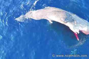 VIDEO. « Cet écosystème est si fragile » : une carcasse de cachalot entourée de trois requins filmée au large de Sanary-sur-Mer