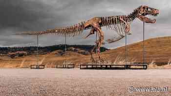 Skelet van tyrannosaurus rex geveild voor recordbedrag van 50 miljoen dollar