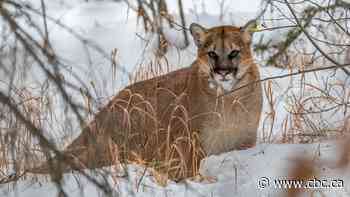 8 people plead guilty to more than a dozen charges of illegal cougar, Canada lynx hunting